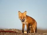 Buy Red Fox, North Slope of Brooks Range, Alaska, USA at AllPosters.com