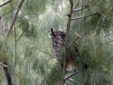 Long-Eared Owl, Anza-Borrego Desert State Park, California, USA
