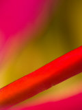 Pink Cereus Blossom, Arlington, Virginia, USA