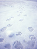 Buy Polar Bear Footprints On The Pack Ice, Arctic National Wildlife Refuge, Alaska, USA at AllPosters.com