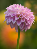 Pink Dahlia, Brookside Gardens, Wheaton, Maryland, USA