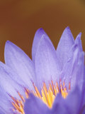 Purple Tropical Water Lily, Kenilworth Aquatic Gardens, Washington DC, USA