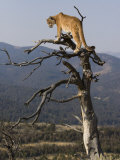 Buy Cougar in a Tree at AllPosters.com