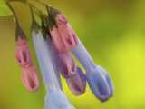 Closeup of blue and pink bluebells, Manassas National Battlefield Park, Virginia, USA