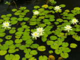 White Hardy Water Lilies, Kenilworth Aquatic Gardens, Washington DC, USA