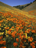 Goldfields and California Poppies, Tehachapi Mountains, California, USA