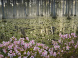 Bald Cypress Swamp in Fog, Cypress Gardens, Moncks Corner, South Carolina, USA