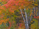 Colorful Maple Trees , Keweenaw Penninsula, Michigan, USA