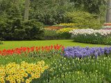Tulips and daffodils, Keukenhof Gardens, Lisse, Netherlands