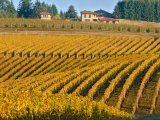 Buy Black Walnut Inn and Vineyards of Bella Vida and Maresh, Dundee, Oregon, USA at AllPosters.com