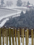Buy Red Hills From Knudsen Vineyard, Willamette Valley, Oregon, USA at AllPosters.com