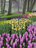 Hyacinth and tulip flowers, Keukenhof Gardens, Lisse, Netherlands