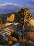 Joshua Tree and Granite, Joshua Tree National Park, California, USA
