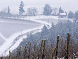 Buy Red Hills From Knudsen Vineyard, Willamette Valley, Oregon, USA at AllPosters.com