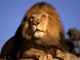 Lion, Masai Mara, Kenya