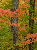 Colorful Maple Trees , Keweenaw Penninsula, Michigan, USA