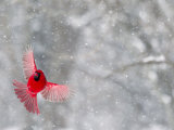 Male Cardinal With Wings Spread, Indianapolis, Indiana, USA