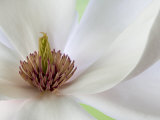 Detail of Magnolia Flower