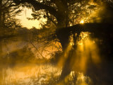 Shafts of Sunlight, Magnolia Plantation, Charleston, South Carolina, USA