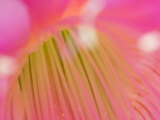 Center of Pink Cereus Blossom, Arlington, Virginia, USA