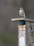 Mountain Bluebirds, British Columbia, Canada