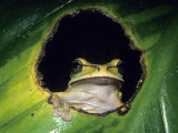 Buy Masked Tree Frog, Braulio Carrillo National Park, Costa Rica at AllPosters.com