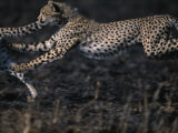 Cheetah Cubs at Play, Masai Mara Game Reserve, Kenya