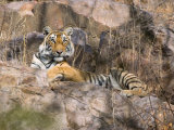 Tiger Resting on Cliff Face, Ranthambore National Park, Rajasthan, India