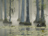 Bald Cypress Swamp in Fog, Cypress Gardens, Moncks Corner, South Carolina, USA