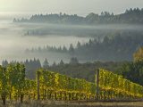 Buy Fog Pools in Willamette Valley, Dundee, Oregon, USA at AllPosters.com