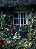 Thatched Cottage with White Window, Adare, Limerick, Ireland