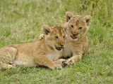 Pair of lion cubs playing, Masai Mara Game Reserve, Kenya