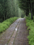 Tree Lined Lane, Abbey of Monte Oliveto Maggiore, Asciano, Italy Photographic Print