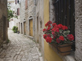 Cobblestone Street and Geraniums, Bale, Croatia