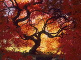 Japanese Maple, Darien, Connecticut, USA