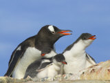 Gentoo Penguin mother with chick, Neko Harbor, Antarctica