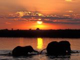 Buy Herd of Elephants, Chobe River at Sunset, Chobe National Park, Botswana at AllPosters.com