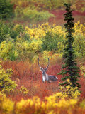 Caribou and Autumn Tundra, Denali National Park, Alaska, USA