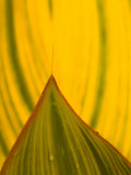 Detail of Hosta Leaf, Green Spring Gardens Park, Alexandria, Virginia, USA