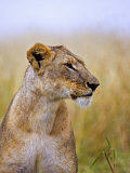 Lion Sitting in the High Grass, Maasai Mara, Kenya
