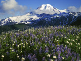 Meadows, Mt. Baker Snoqualmie National Forest, Washington, USA