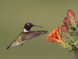 Black-Chinned Hummingbird, Uvalde County, Hill Country, Texas, USA