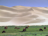 Buy Wild Horses, Gobi Desert, Mongolia at AllPosters.com