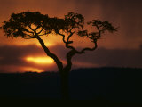 Buy Acacia Tree During Afternoon Rain Storm, Masai Mara Game Reserve, Kenya at AllPosters.com