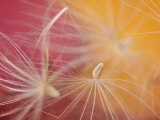 Buy Close-Up of Salsify Seed Head, Portland, Oregon, USA at AllPosters.com