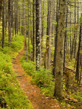 A trail around Ammonoosuc Lake, White Mountain National Forest, New Hampshire, USA