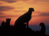 Cheetah Silhouetted By Sunset, Masai Mara Game Reserve, Kenya