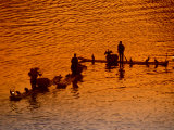 Fisherman and Cormorants, Li River, Guangxi Province, China