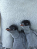 Gentoo Penguin Chicks, Port Lockroy, Wiencke Island, Antarctica