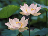 Buy Lotus Flower in Blossom, China at AllPosters.com